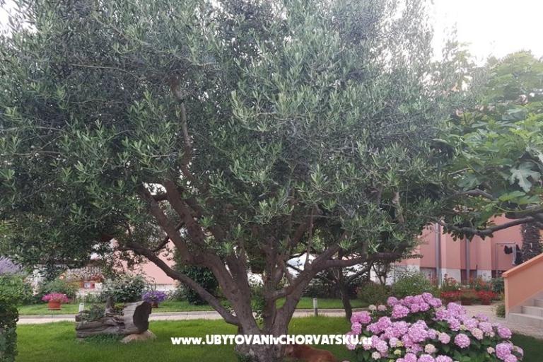 Apartamenty Riva – foto 4