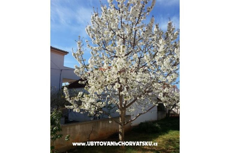 Apartamenty Stela – foto 9